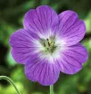 geranium-robustum